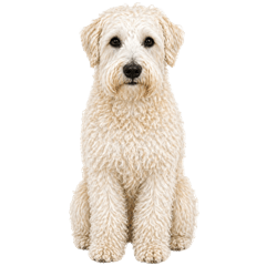 Irish Soft Coated Wheaten Terrier.