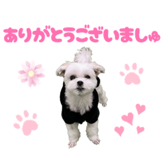 sarichan_20260504042822