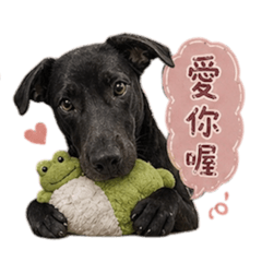 黑八Bo的日常