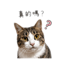 柴柴與貓