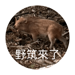 我是搞笑女筑筑