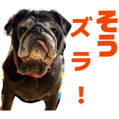 komame_20260504154934