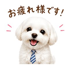 Cute Maltese - Business & Polite Phrases