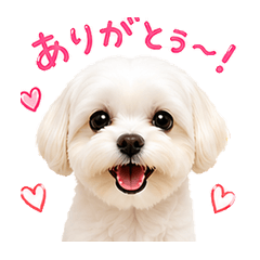 Cute Maltese - Daily Life