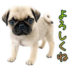Pug Dog Stickers You Can Use Every Day