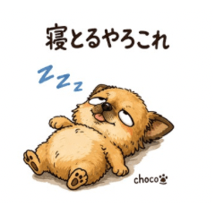 Cute Chihuahua Choco Miyazaki Dialect 2
