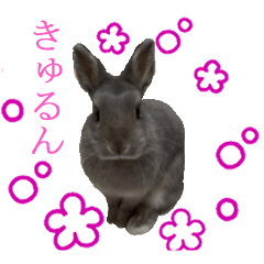 USA3 of Rabbit 2