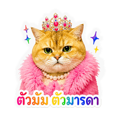 Figaro maew