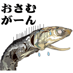 Dried sardine 002