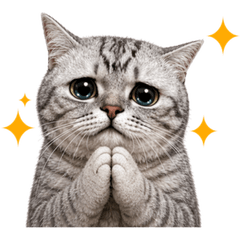 Cute but Moody American Shorthair Cat