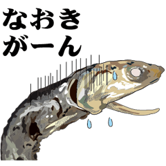 Dried sardine 019