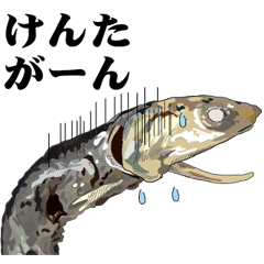 Dried sardine 004