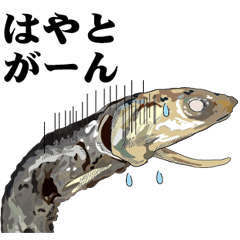 Dried sardine 022