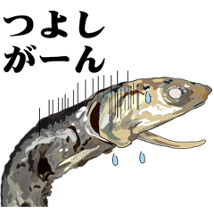 Dried sardine 017