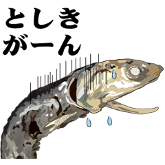 Dried sardine 018