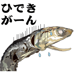 Dried sardine 023