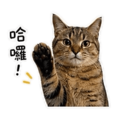 米拎的日常貼圖