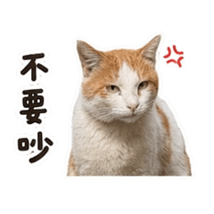 小橘白語錄