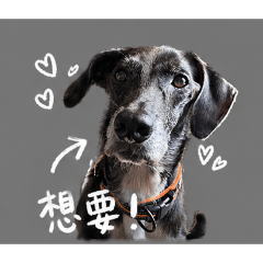 黑莓一路好走我們愛妳