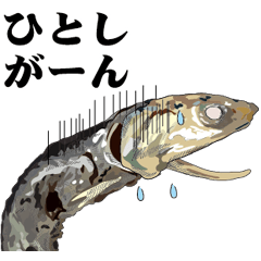 Dried sardine 024