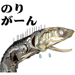 Dried sardine 021