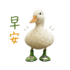 可愛豆花鴨