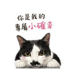 吐味情貓-球球