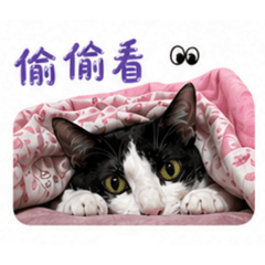郭家牛仔咪