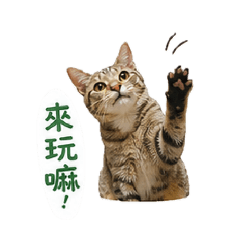 貓的二次方