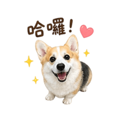柯基犬啾啾