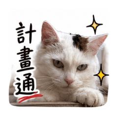 猛獸點點