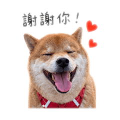 柴寶貼圖第一彈（？）