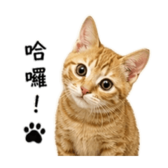 我的PoPo