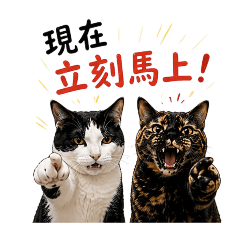 這兩隻貓有夠難搞