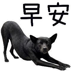 酷G的日常