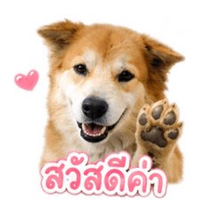 Kaem.nts_20260503152417