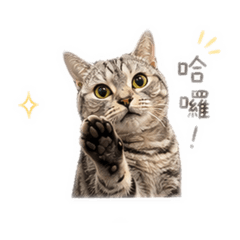 小咪嚕(◍¯∀¯◍)