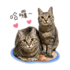 虎虎hoho & 米妮mini