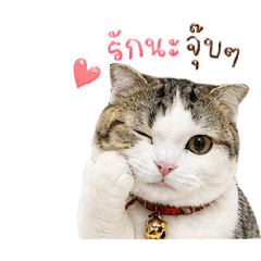 Rainy of Cat loving
