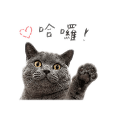 張寶珠日常用語