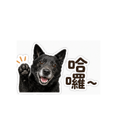 妞妞與阿雄的日常貼圖