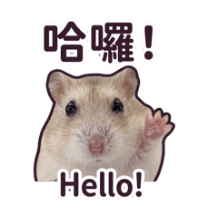 DinDin the Hamster