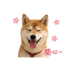 Q妹妹的日常表情