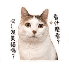 嚕三花日常