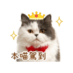 學霸茶茶的日常貼圖
