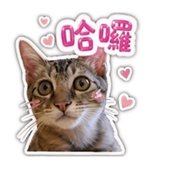 毛豆日常貼圖