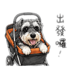 雪納瑞柑橘是家中的小霸王
