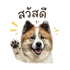 Sumo007