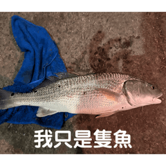 魚蝦米攏好