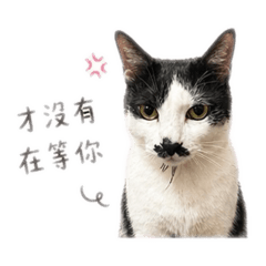 厭世貓-球球